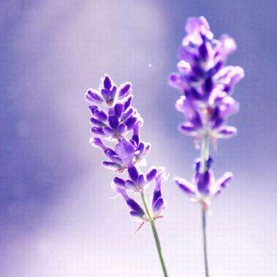 火狐体育APP手机app下载